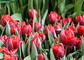 Tulipa Red Princess (3)